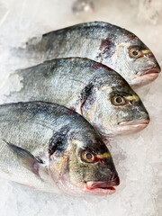 Gilt-head sea bream on display in store.