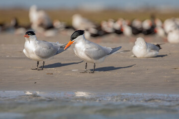 Royal Tern