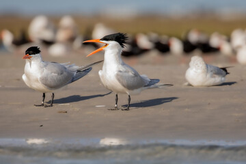 Royal Tern