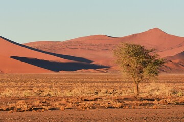Dünen im Morgenlicht auf dem Weg ins Sossusvlei (im Namib-Naukluft-Park in Namibia)