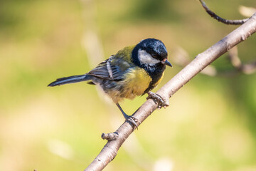 Cute bird Great tit, songbird sitting on the branch with blured background