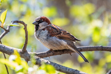 Obraz premium Sparrow sitting on a green branch in spring. Sparrow with playful poise on branch in spring or summer