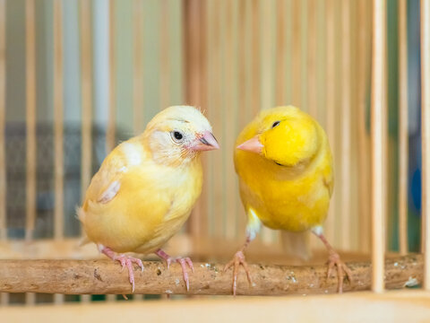 Canaries communicate, the mother teaches the chick. Feeding a baby canary.