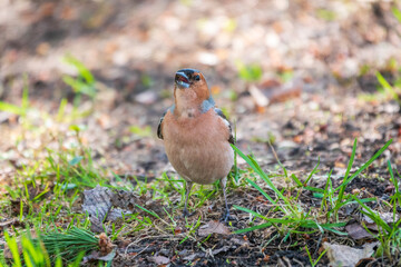 Common chaffinch, Fringilla coelebs, sits on the ground in spring. Common chaffinch in wildlife.