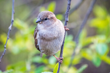 Sparrow sitting on a green branch in spring. Sparrow with playful poise on branch in spring or summer