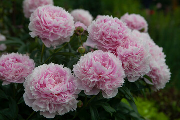 Sara Bernard peony in a garden