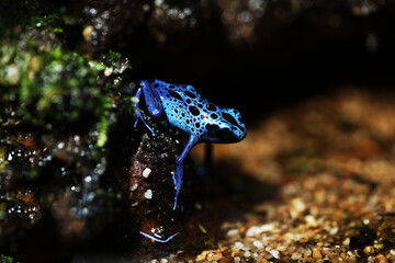 blue poison dart frog in terrarium