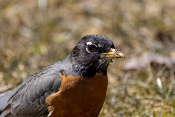 American robin (Turdus migratorius) , birds that came from the south.