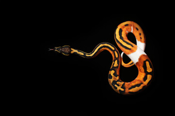 Beautiful Piebald ball python snake in black background
