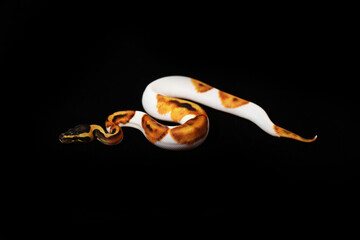 Beautiful Piebald ball python in black background