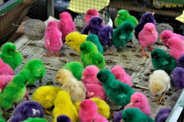 the colorful chick