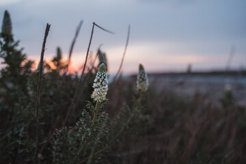 Blumen im Wind am Morgen
