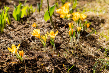 Spring primroses. Blooming crocuses in a green meadow. Crocuses as a symbol of spring. sunny weather