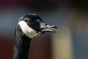 Obraz premium Canada Goose Portrait