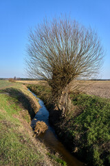 Willow tree on a stream on a sunny early spring day