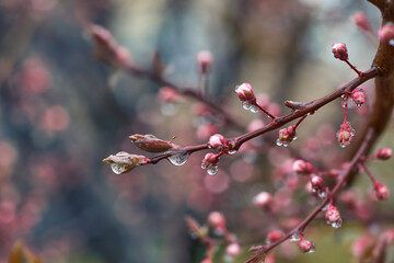 A branch of a blooming peach tree on a blurry blue-pink background. Fresh pink peach tree buds...