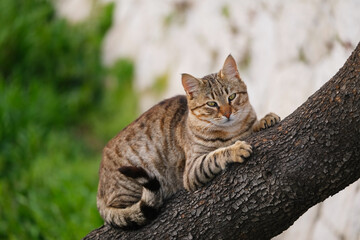 Obraz premium Tabby cat in spots lies on a tree against the background of nature and green foliage