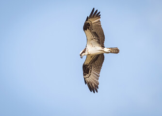 Osprey Bird