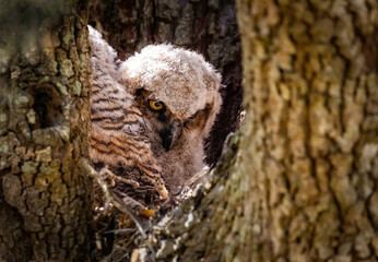 Great Horned Owlet