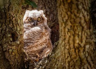 Great Horned Owlet