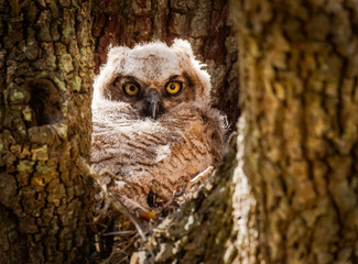 Great Horned Owlet
