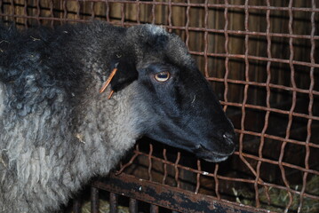 sheep in zoo © TK_Office