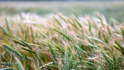 wheat field with young and mature spikelets