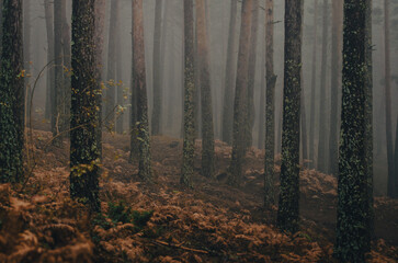 Niebla en el bosque, penumbra entre los pinos y helechos - 496526001
