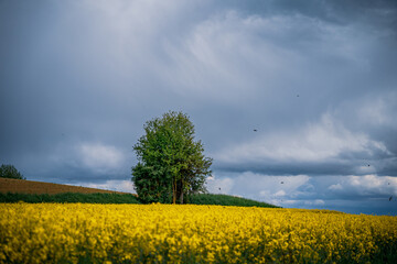 Fototapeta na wymiar Yellow rapeseed field under blue sky with clouds and sun in Germany Bavaria.