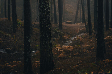 Niebla en el bosque, penumbra entre los pinos y helechos - 496526014