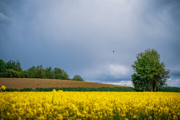 Yellow rapeseed field under blue sky with clouds and sun in Germany Bavaria.