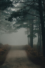 Niebla en el camino de lo profundo del bosque - 496526060