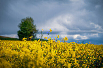 Panoramic picture or scenic landscape. Canola or rapeseed fields, trees and blue sky with clouds.