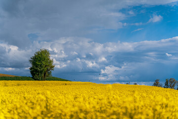 Yellow rapeseed field under blue sky with clouds and sun in Germany Bavaria.