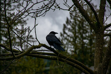 crow on a tree  in Vancouver, Canada