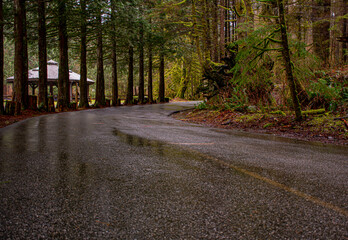 Naklejka premium road in the woods in a park in Vancouver, Canada