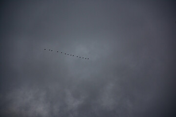 birds in a row in the cloudy sky
