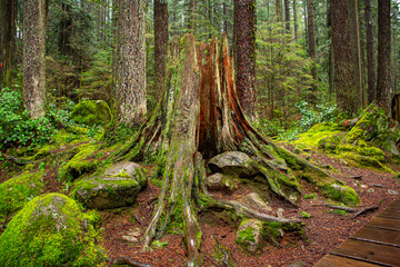 tree in the forest. Vancouver - Canadá