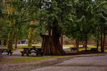 park benches for picnic under trees. Vacouver - Canada
