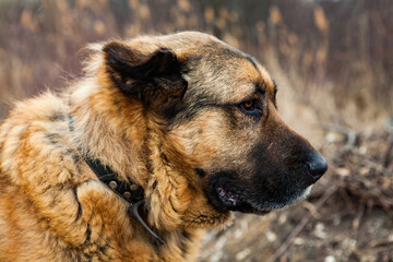 The leonberger is one of the most beautiful and large dogs in the world. Cute red dog.