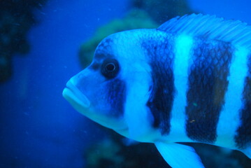 blue fish face in the zoo