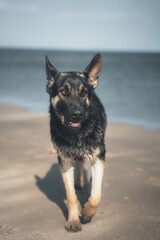 Ein Hund am Strand der spielen möchte