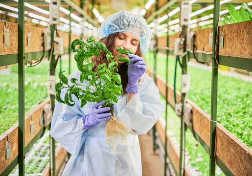 Female gardener in disposable cap and garden gloves enjoying scent of green leafy plant in greenhouse. Smiling woman in gloves holding pot with plant and smelling aromatic leaf.
