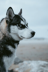 Ein Hund sitzt am Strand und schaut in die ferne