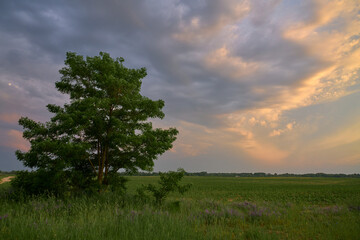 alone tree at the sunset in the field