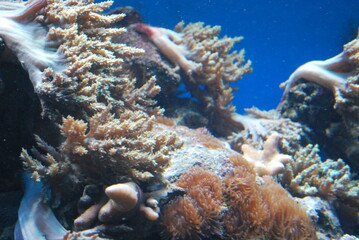 anemones in the aquarium