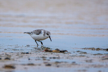 Sanderling, Calidris alba, on sand near to the sea in Tarifa, Spain.