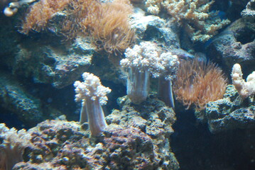 anemones in the aquarium - obrazy, fototapety, plakaty
