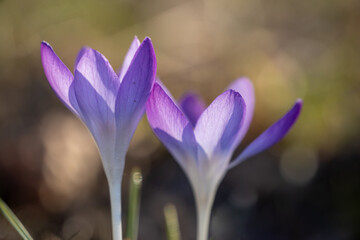 two purple elfin crocuses in the meadow in spring