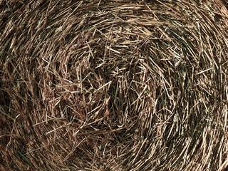 Harvesting hay in a field in the fall for farm animals. High quality photo. 
